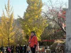-遵化市禅林寺古银杏风景园