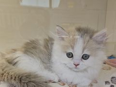 -小猫来了·猫咪专售(红山六九七九店)