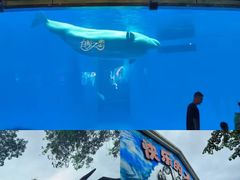 -海合安成都极地海洋公园