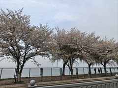 -映月湖中央公园