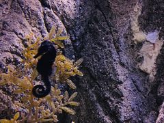 -悉尼海洋生物水族馆