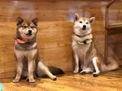 -柴务处·柴犬主题狗咖