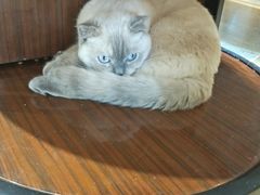 -藏猫猫咖啡主题馆(中央大道店)