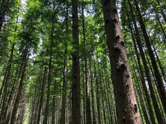 -黄海国家森林公园