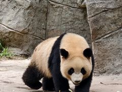 -中国大熊猫保护研究中心雅安碧峰峡基地