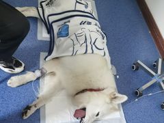 -北京观赏动物医院·24小时大型综合·猫专科·异宠专科