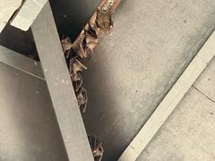 -槟城植物园