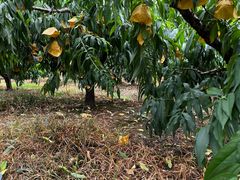 -南汇新场正宗水蜜桃采摘