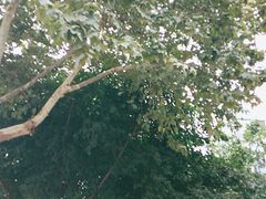 -麦当劳(新世纪环球中心店)