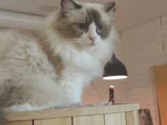 -平行世界·猫咖(首经贸店)