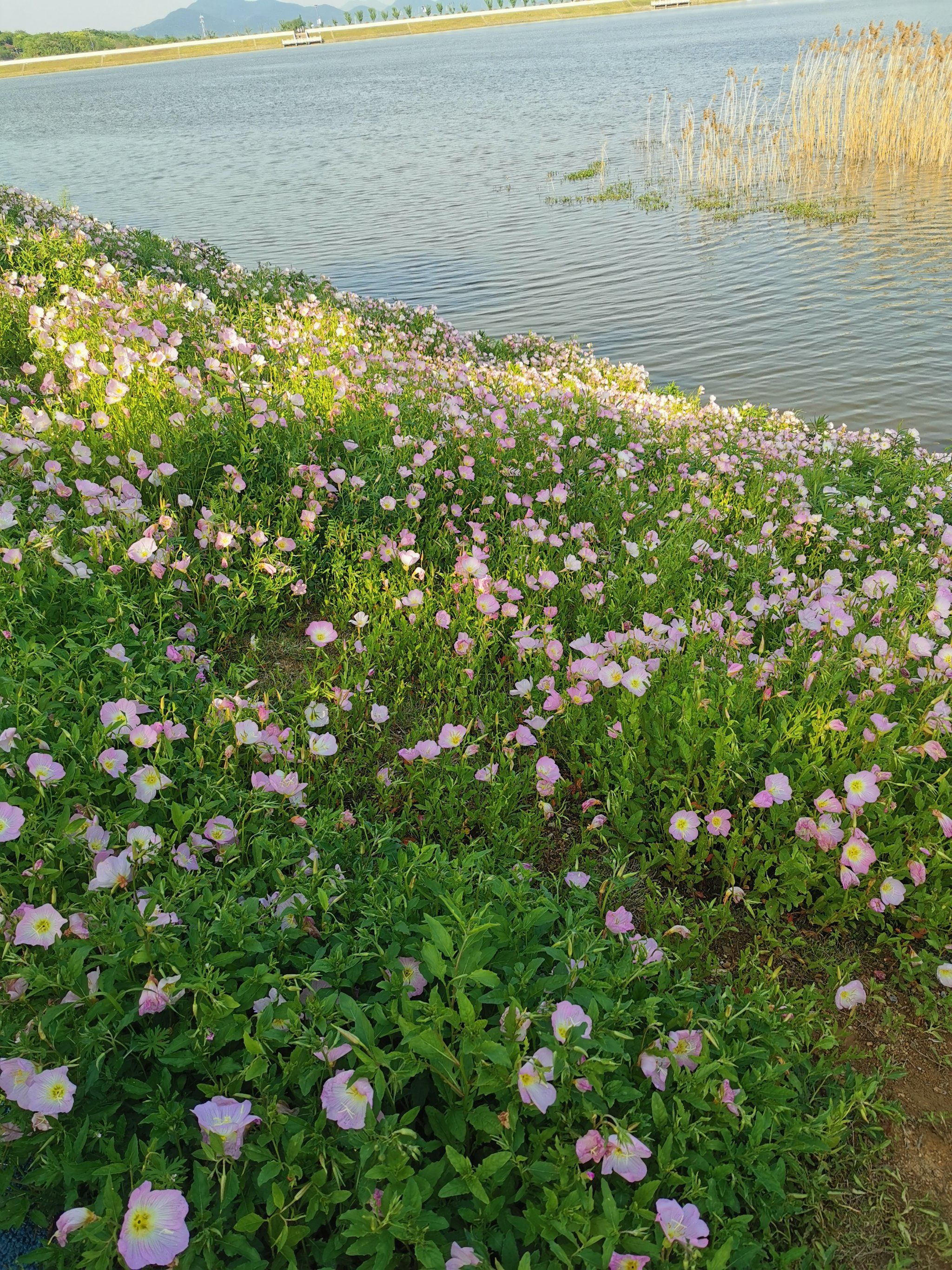 湖边花景温柔了时光
