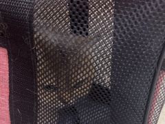 -宠颐生动物医院·猫科·心脏科(海口分院)