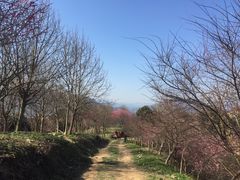 -新建村梅花