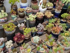 -金陵花卉交易市场