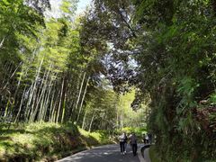 -中国大熊猫保护研究中心雅安碧峰峡基地