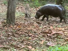 -清迈夜间动物园