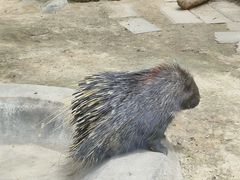 -青藏高原野生动物园