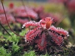 -北京植物园-展览温室