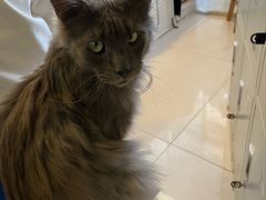 -平行世界·猫咖(首经贸店)