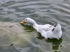 -莲湖公园