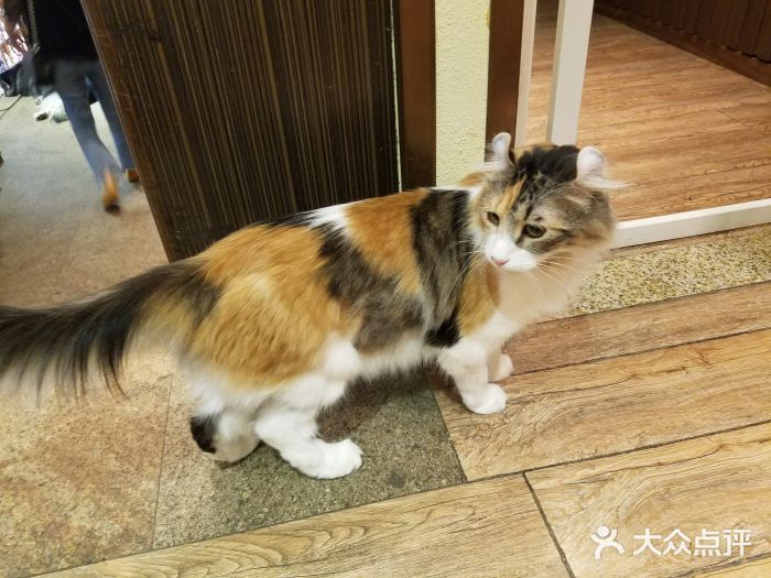 more than meow吴止猫主题餐厅(承德 中船汇店)卷耳猫图片