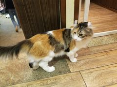 卷耳猫-more than meow吴止猫主题餐厅(承德 中船汇店)