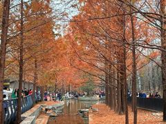 -白水寺森林公园