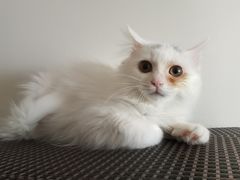 -萌兽医馆·犬猫专科·眼科中心·宠物医院(朝阳门分院)