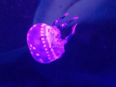 -青岛嘉年华主题乐园