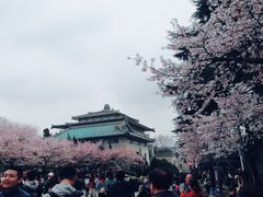 -武汉大学-樱园