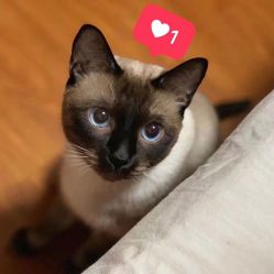 点击看大图 -飛凡TATTOO纹身•原创