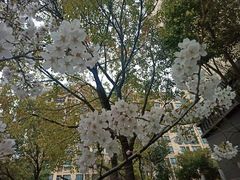 -高东镇樱花园