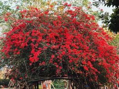 -中国科学院西双版纳热带植物园