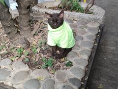 -喵屿·大理花园猫咖