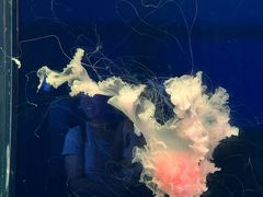 -西安曲江海洋极地公园