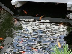 -广州白天鹅宾馆