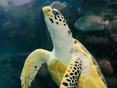 -上海海洋水族馆