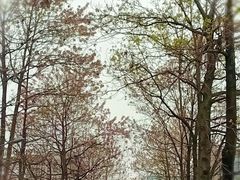 -两河城市森林公园