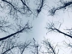 -合肥滨湖国家森林公园