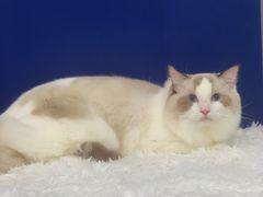 -爱洗澡的猫(天河路店)