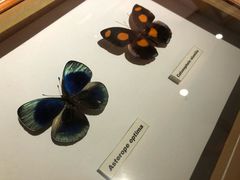 -上海大自然野生昆虫馆(东方明珠·爬宠昆虫探索中心)