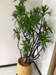 -阅年轻·AI家庭健康体质调理