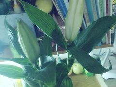 -李想大虾(牡丹路店)