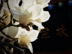 -万寿八仙宫