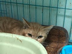 -爱贝特动物医院·猫口炎专科