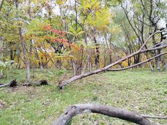 -长白岛森林公园