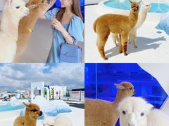 -Blue Concept Cafe&Farm·關於藍