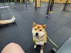 -CrossFit MET综合体能训练馆(朝阳路店)
