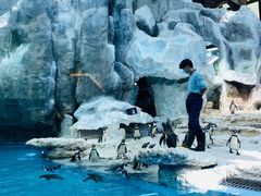 -帝企鹅自助餐厅•儿童岛•真企鹅(长隆企鹅酒店)