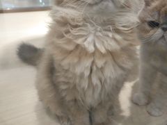 -momokira米努特·德文卷毛猫·棉花面纱犬